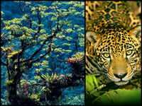 amazonia