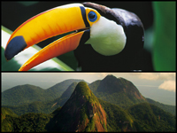 amazonia