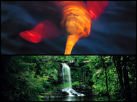 amazonia